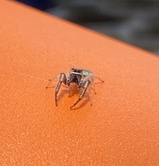 Metaphidippus siticulosus
