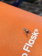 Metaphidippus siticulosus
