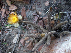 Pterocactus tuberosus