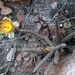 Pterocactus tuberosus - Photo (c) Anibal Prina, algunos derechos reservados (CC BY-NC), subido por Anibal Prina