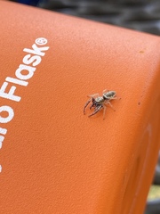 Metaphidippus siticulosus