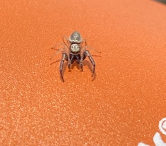 Metaphidippus siticulosus