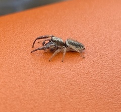 Metaphidippus siticulosus
