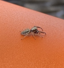 Metaphidippus siticulosus
