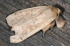 Leucania pseudargyria