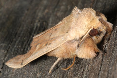 Leucania pseudargyria