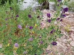 Medicago sativa