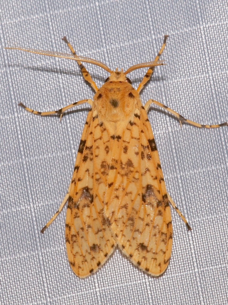 Lophocampa dognini