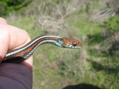 Thamnophis sirtalis tetrataenia