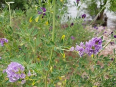 Medicago sativa