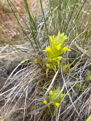 Orthocarpus barbatus