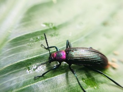 Strongylium haemorrhoidale