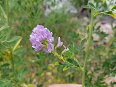Medicago sativa