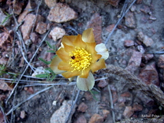 Pterocactus tuberosus