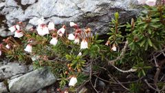 Phyllodoce nipponica