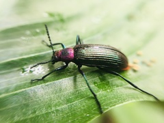 Strongylium haemorrhoidale