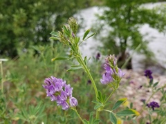 Medicago sativa