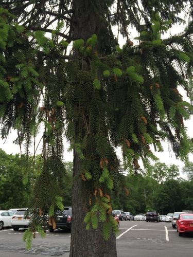 photo of Spruces (Picea)