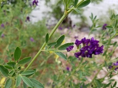 Medicago sativa