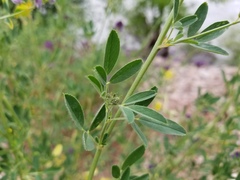 Medicago sativa