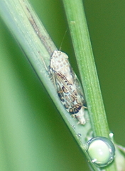 Errastunus ocellaris