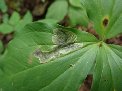 Parallelomma vittatum