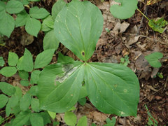Parallelomma vittatum