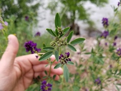 Medicago sativa