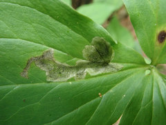 Parallelomma vittatum