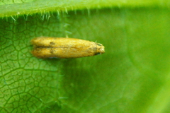 Tischeria quercitella