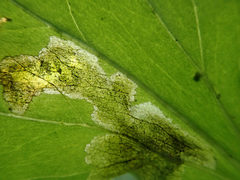Parallelomma vittatum