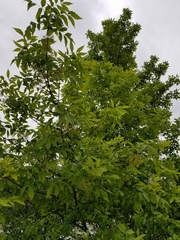 Fraxinus