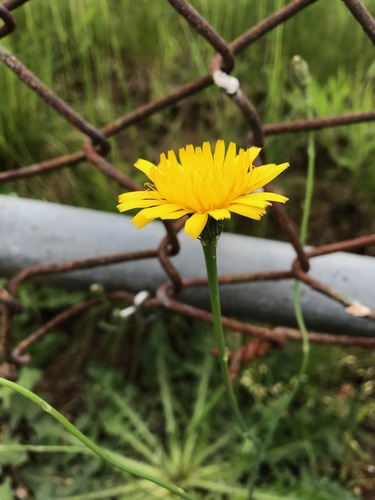 photo of Common Cat's-ear (Hypochaeris radicata)