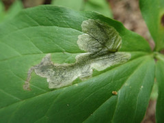 Parallelomma vittatum