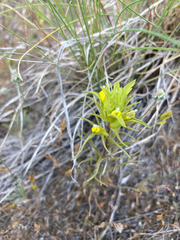 Orthocarpus barbatus