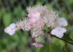 Hydrangea serrata