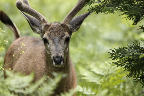 California Mule Deer