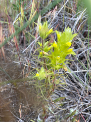 Orthocarpus barbatus