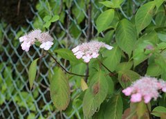 Hydrangea serrata