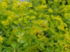 Euphorbia virgata