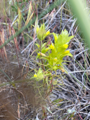 Orthocarpus barbatus