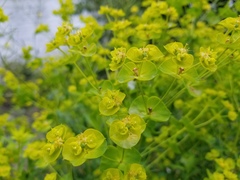Euphorbia virgata