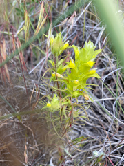 Orthocarpus barbatus