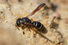 Gymnomerus laevipes