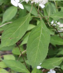 Hydrangea serrata