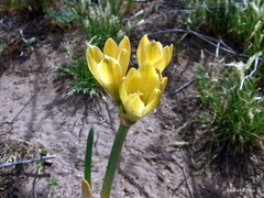 Zephyranthes gilliesiana