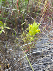 Orthocarpus barbatus