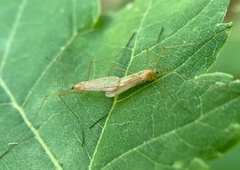 Atarba