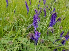 Vicia villosa