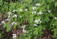 Hydrangea serrata